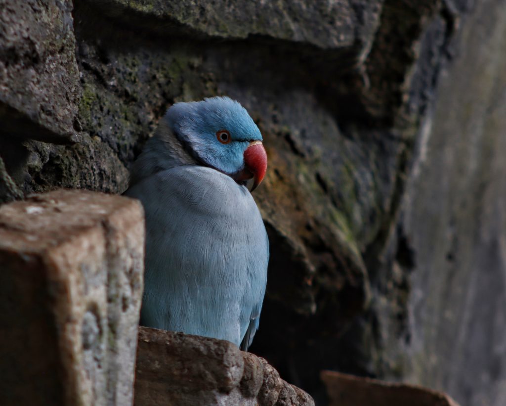 Fotografía de naturaleza azul