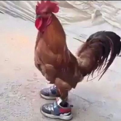Gallo durisimo con tenis