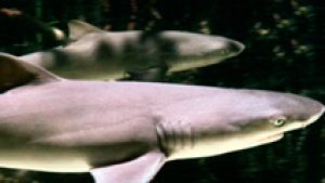 Los tiburones que si tienen ombligo (alguna vez han comido churros)